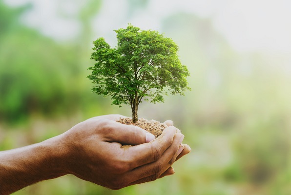 Le barème de l'arbre à Rennes